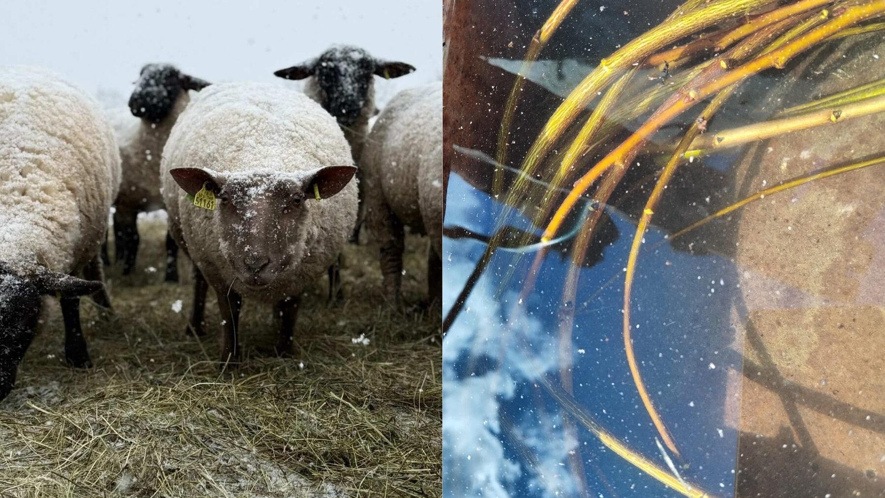 Moutons dans la neige